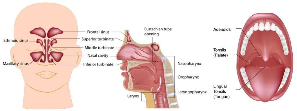 apnea del sueño anatomía de las vías respiratorias